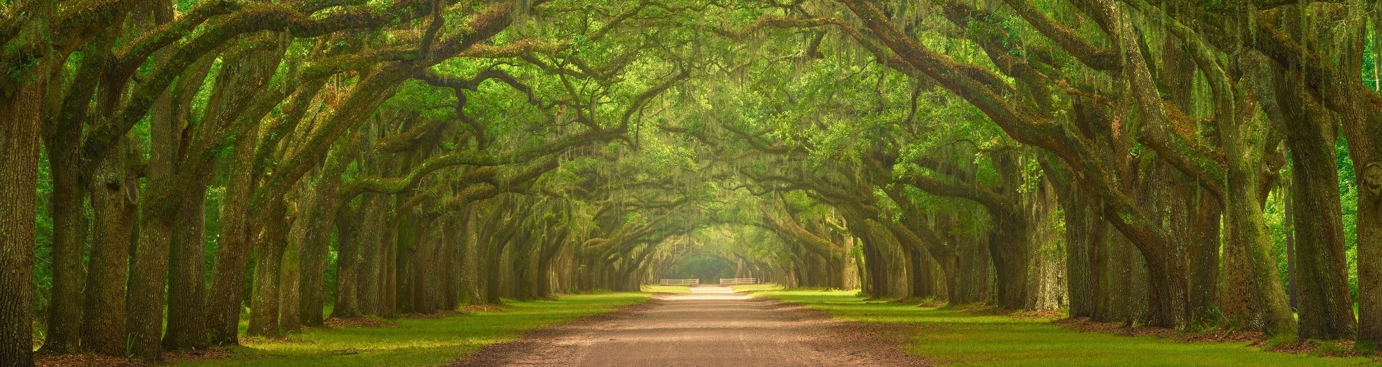 Wormsloe Plantation